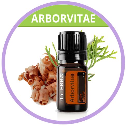 Arborvitae essential oil