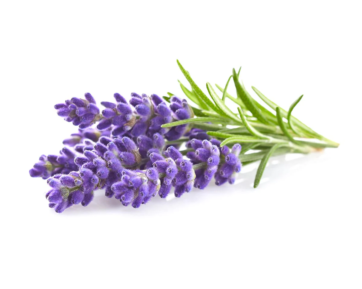 Lavender Essential Oil