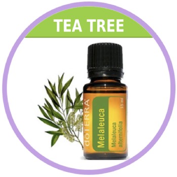 Tea Tree Essential Oil