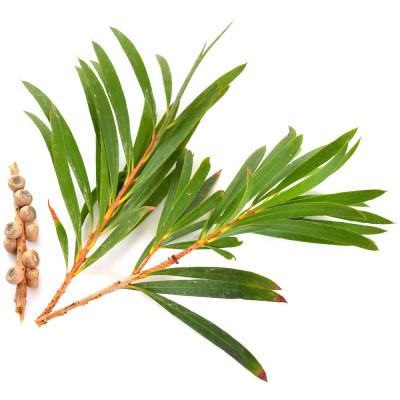 Arborvitae Essential Oil