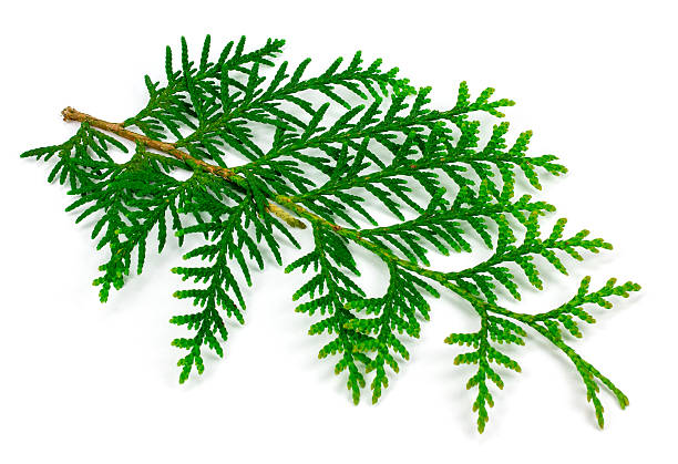 Arborvitae Essential Oil